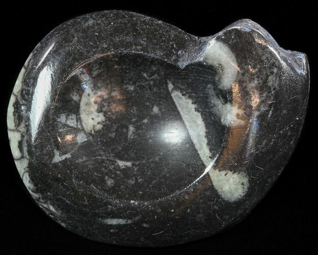 Wide Polished Goniatite From Morocco #50355
